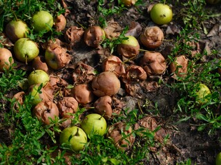 Pears in various stages of ripeness and decay lie scattered on the ground