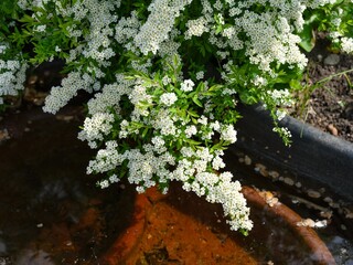 Beautiful spiraea bush with white flowers blooming at the ornamental pond in the home garden
