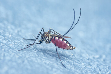 Aedes aegypti mosquito consuming blood in macro view