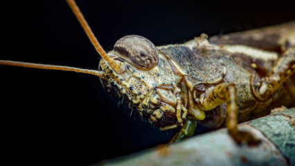 Grasshopper head showing compound eye and antennae