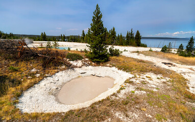 Bubbling mud pot sits among pine trees in Yellowstone National Park, Wyoming, USA. Geothermal feature contains grey mud with Yellowstone Lake background in UNESCO World Heritage site