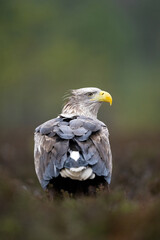 Adult white-tailed eagle portrait with forest background