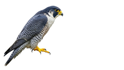 Isolated Bird of Prey Predator Falcon Perched with Sharp Claws and Predatory Instincts