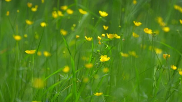 yellow buttercups in green grass