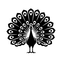 peacock feather vector illustration