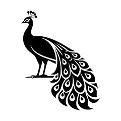 peacock vector illustration