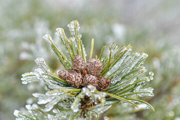 Pine cones and needles covered in winter ice