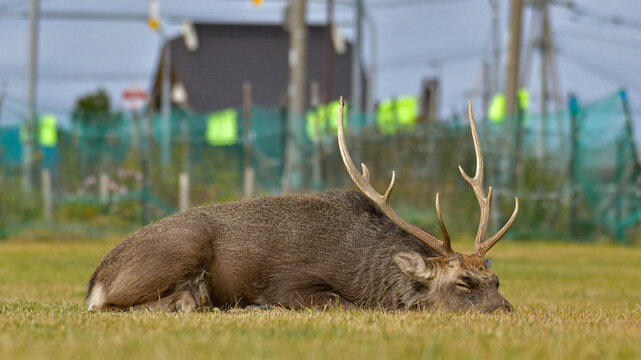 Male Ezo deer resting on the grass - Powered by Adobe