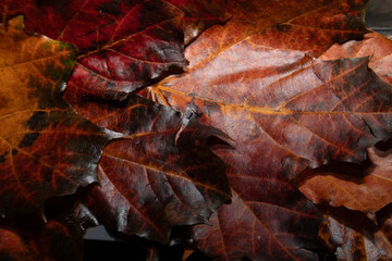 Autumn red and green maple leaves