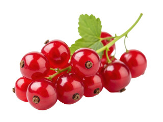 Isolated cluster of red currants with leaves a sweet and tart berry popular in desserts