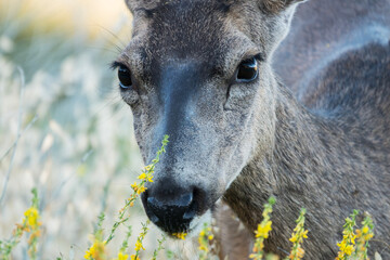 Close up of mule deer eating deer weed flowers.  Photograph taken at Rocky Peak Park near Simi Valley, California.  