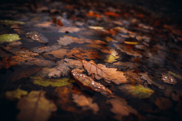 Close-up of Autumn Leaves Floating in Water After Rain