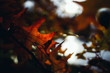 Close-up of Colorful Autumn Leaves with Shallow Depth of Field