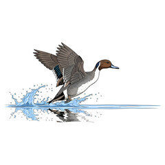 pintail duck hunting illustration logo vector image t shirt