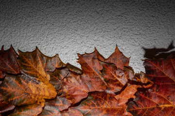 Autumn red and green maple leaves