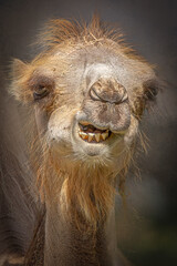 Frowning Bactrian Camel Face Extreme Close-up with Mouth Open Showing Teeth and Humor