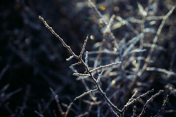 Close-up of Frost-Covered Branches in Cold Winter Conditions