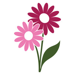 Pink and Maroon Daisy Flowers Decorative Colorful Botanical Vector