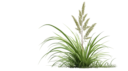 Tall ornamental grass clump with feathery seed heads on a transparent background for design use