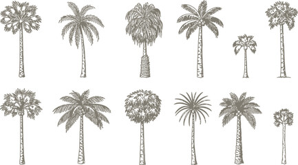 Collection of various palm tree illustrations in a vintage hand drawn style