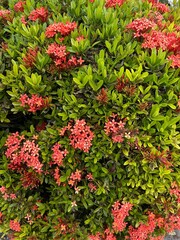 Ixora chinensis blooms in Thailand