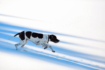 Dog english pointer