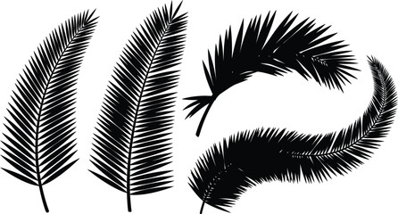 Elegant black and white palm fronds arranged in a botanical composition