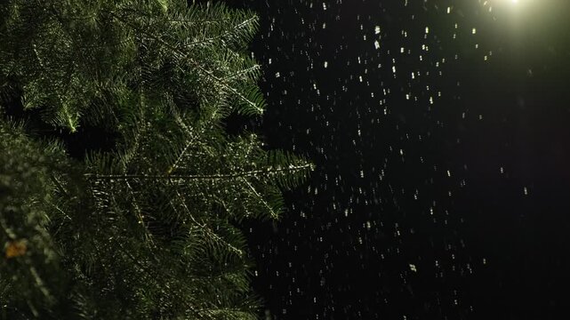Snowfall on Christmas Tree at Night in a Tranquil Winter Wonderland &ndash; Snow-Covered Pine Trees, Frozen Landscape, and Peaceful Holiday Scene. Snowing Winter Background
