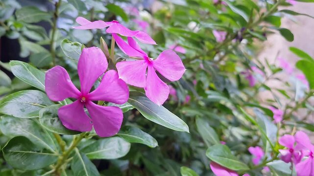 A closeup view of a pink madagascar periwinkle showcasing vivid petals or vibrant pink periwinkle
