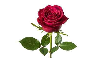 Fototapeta premium Beautiful dark red rose isolated PNG, romantic flower with green leaves on transparent background for Valentine s Day and wedding designs