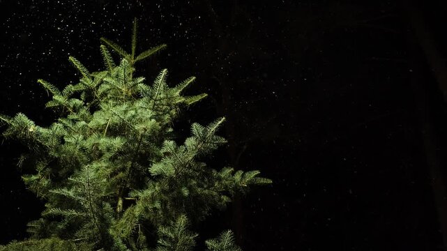 Snowfall on Christmas Tree at Night in a Tranquil Winter Wonderland &ndash; Snow-Covered Pine Trees, Frozen Landscape, and Peaceful Holiday Scene. Snowing Winter Background