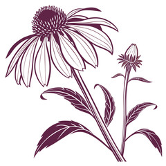 echinacea purpurea vintage wine on white background 