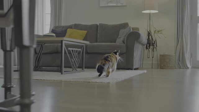 A cat walks across a rug in a living room