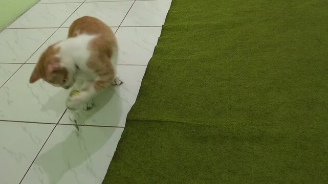 video of cats playing in a cute and adorable style