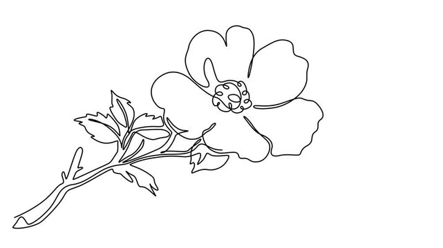 Delicate wild rose branch engraving animation continuous one line drawing, Engraved decorative illustration of delicate wild rose branch in vintage style for botanical design, self drawing line footag