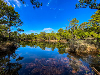 Reflection of trees in water