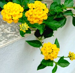 Bright Yellow Lantana Camara Blossoms Trailing Over a Concrete Wall Edge