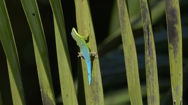 Blue tailed Ornate Day gecko endemic species of Mauritius crawling on palm tree leaf