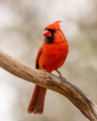 A male cardinal perched on a tree branch