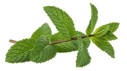 Isolated fresh sprig of spearmint with green leaves on stem for culinary use or garnish