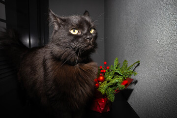 Black cat on a black background. Christmas decoration