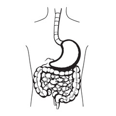 Hand drawn illustration of the human digestive system stomach and intestines vector.