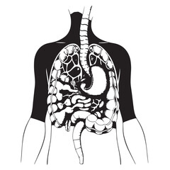 Hand drawn illustration of the human digestive system stomach and intestines vector.