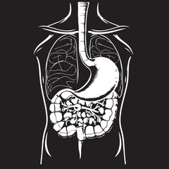 Hand drawn illustration of the human digestive system stomach and intestines vector.