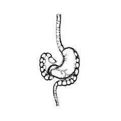 Hand drawn illustration of the human digestive system stomach and intestines vector.