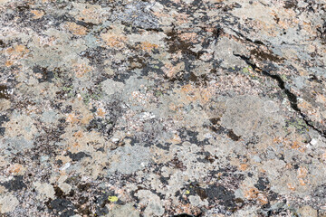 Close-up texture of granite stone covered with patches of moss and colorful lichens in organic natural patterns.