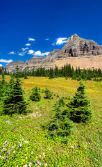 Clements Mountain rises above green alpine meadows in Glacier National Park, Montana, USA. Scenic landscape features colorful rock layers and small fir trees in UNESCO World Heritage site