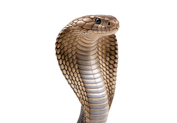 Fototapeta premium Brown cobra snake, raised hood, realistic scale pattern, isolated on a transparent background