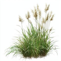 A cluster of small, green, moss-like plants with thin roots scattered around them, isolated on a white background.