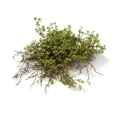 A cluster of small, green, moss-like plants with thin roots scattered around them, isolated on a white background.